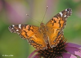 20120723 150 SERIES - American Lady.jpg