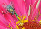 20120810 093 SERIES - Green Bottlefly.jpg