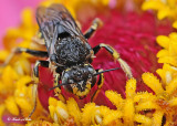 20120810 174 SERIES - Wasp.jpg