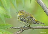 20120821 081 Cape May Warbler .jpg