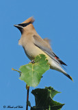 20120818 278 Cedar Waxwing.jpg