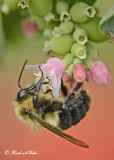 20120823 293 Bumble Bee.jpg