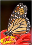 20120823 266 Monarch 2c1r1.jpg