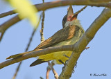 20120829 465 SERIES - Thick-billed Kingbird.jpg