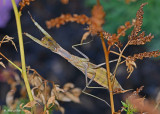 20120808 677 Praying Mantis.jpg