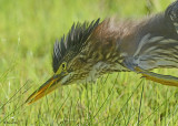 20120815 253 Green Heron.jpg