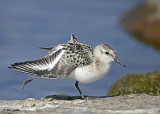 20120903 356 Sanderling.jpg
