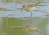 20120906 284 American Golden Plover.jpg