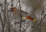 20071226 070 Bohemian Waxwing.jpg