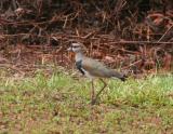 Southern Lapwing