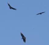 Black Vultures