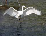 lasalle_2011 06 07_0123--aigrette--900.jpg