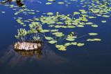 2011 06 20_BALBU_0123_paix--900.jpg