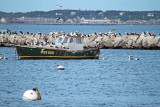 2011 07 09_CAPE COD_0512_PROVINCETOWN--900.jpg