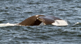 2011 07 15_CAPE COD _ 22--BALEINE-900.jpg