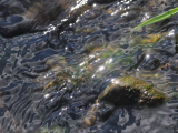 reflets