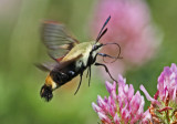 bassin_2012 06 29_0187--papi-sphinx-800.jpg