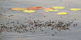 papi_2012 08 04_0093--patineuses.jpg