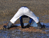 Clamming - Seen From Behind