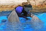 The Animal Human Connection
