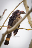 Birds of Subic