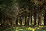 Pine trees, Kg Sungai Ular