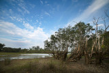 Mangroves in Rantau Abang, Terengganu