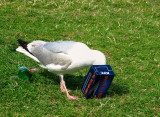Hungry guy.. He may have even drunk before! Exeter, UK