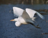 DSC00986 - Flight of the Egret
