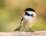 DSC01181 - Black Capped Chickadee