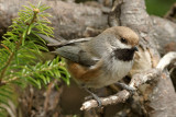 DSC01241 - Boreal Chickadee in Natural Environment