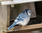 _DSC3743 - Bluejay at Feeder