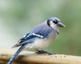 DSC00255 - Bluejay with Peanut