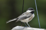 DSC02795 - Black Capped Chickadee