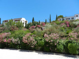 An abundance of flowers all over the island