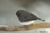 Junco ardoisé Repentigny B 03-03-2011.jpg