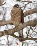 Épervier brun 14A Repentigny 18-03-2011.jpg