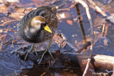 Marouette de Caroline 4 Repentigny 01-05-2011.jpg