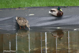 Canard Colvert 1 Repentigny 02-05-2011.jpg