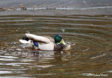 Canard Colvert 2 Repentigny 02-05-2011.jpg
