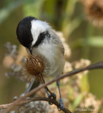 Mésange TN B Repentigny 24-10-2011.jpg