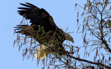 The Eagle Has Landed