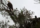 Eaglet Outing