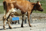 Ovit Gecedi