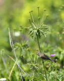 Kaukasische Bergtjiftjaf / Caucasian Mountain Chiffchaff