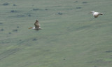 Kroeskoppelikaan / Dalmatian Pelican