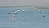Flamingo / Greater Flamingo