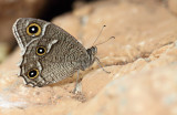 White-bordered Grayling