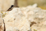 Koerdische Tapuit / Kurdish Wheatear
