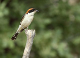 Roodkopklauwier / Woodchat Shrike